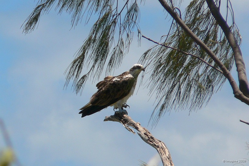 88- Balbuzard sur une branche.JPG